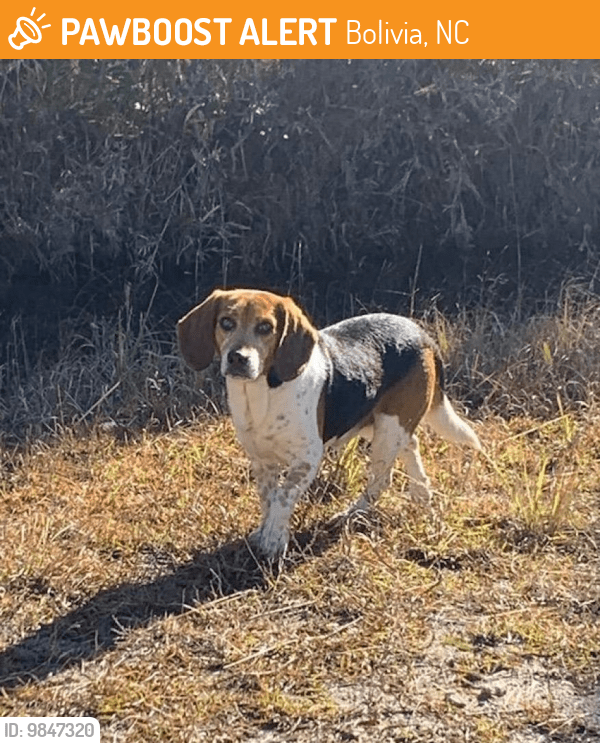 Bolivia, NC Stray Male Dog Found Near Between Sunset Harbor Rd. and
