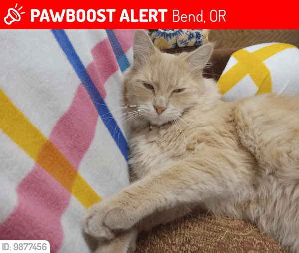 Deceased Male Cat in Bend, OR 97702 (ID 69877456) PawBoost