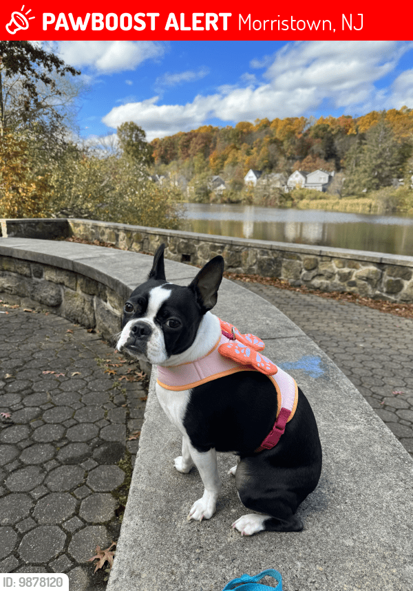 Morristown, NJ Lost Female Dog, Meep Is Missing PawBoost