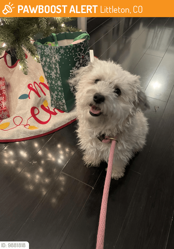 Littleton, CO Stray Male Dog Found Near Chatfield and wadsworth cat