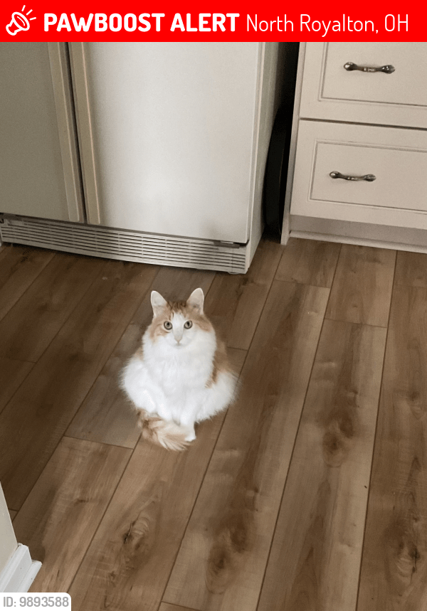 North Royalton, OH Lost Male Cat, Pee Wee Is Missing PawBoost