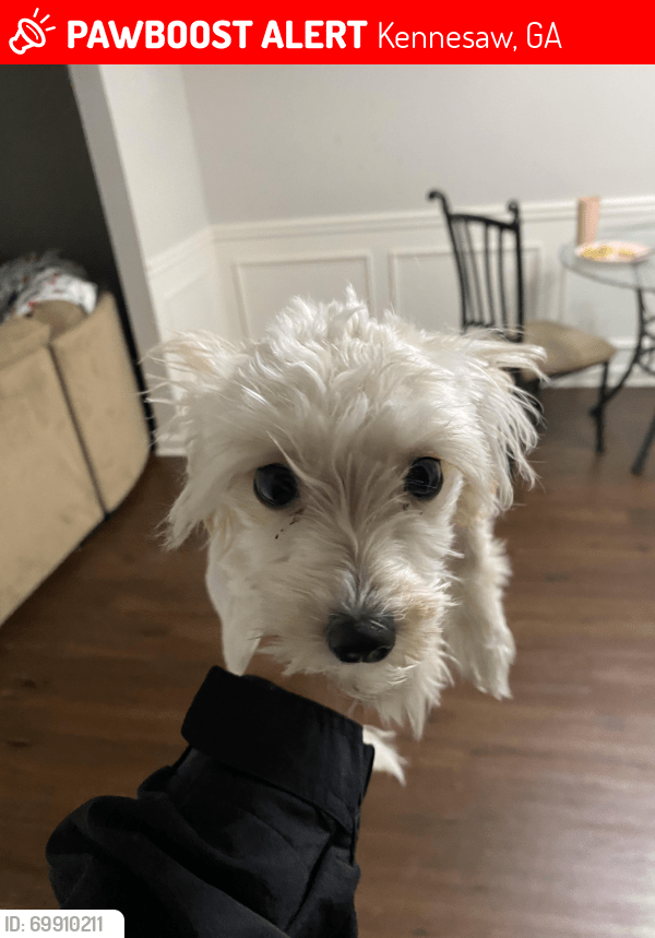 Kennesaw, GA Lost Male Dog, Ice Is Missing PawBoost