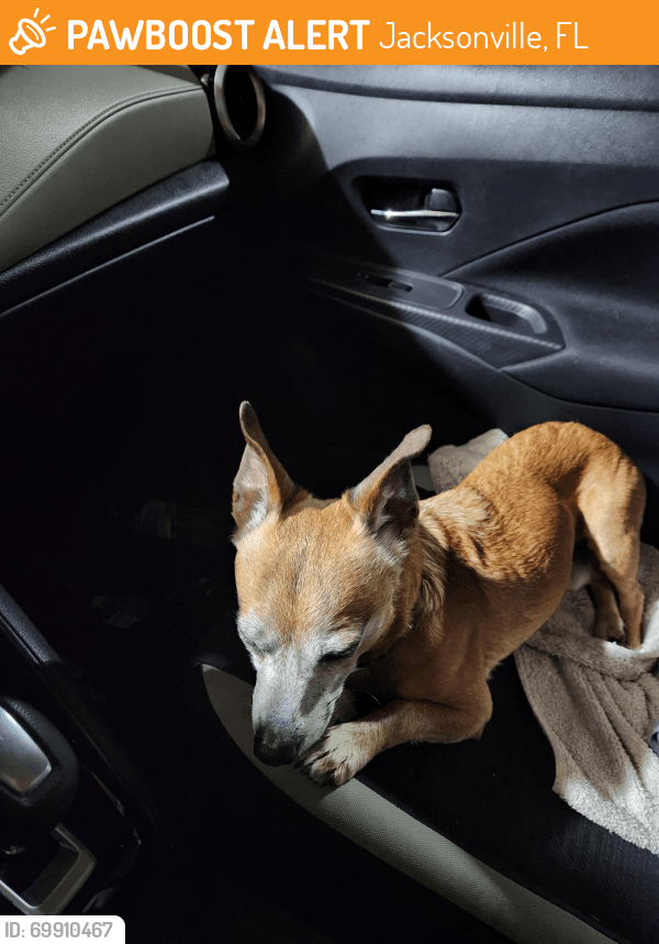 Jacksonville, FL Stray Male Dog Found Near Cassat and Normandy PawBoost