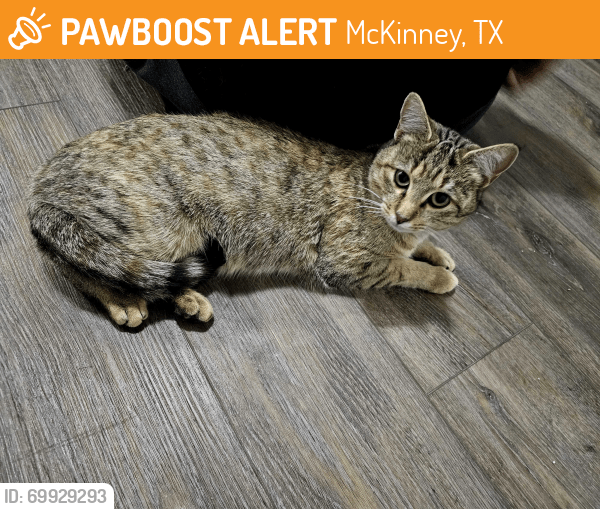 McKinney, TX Stray Female Cat Found Near Heatherwood PawBoost