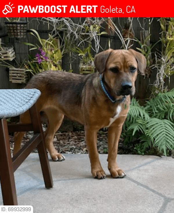 Goleta, CA Lost Female Dog, Joan Is Missing PawBoost