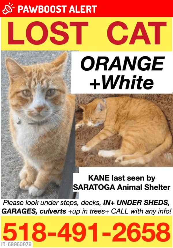 Ballston Spa, NY Lost Male Cat, Kane Is Missing PawBoost