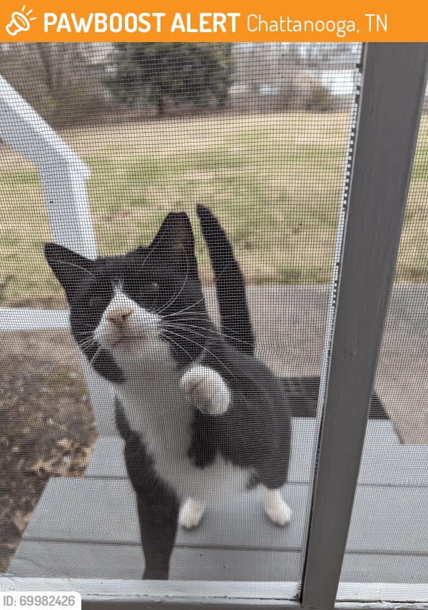 Chattanooga, TN Stray Cat Found Near Shadow Walk and Shadow Point