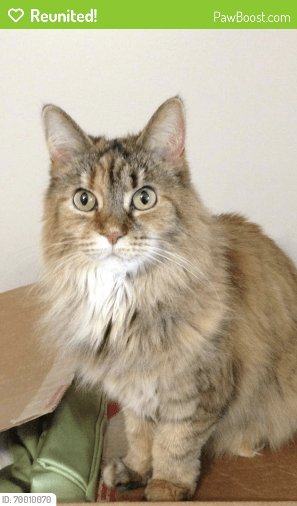 Reunited Female Cat in Mentor, OH 44060 (ID 70010070) PawBoost