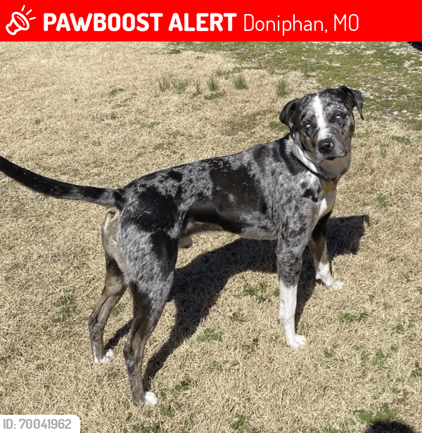 Doniphan, MO Lost Male Dog, Archie Is Missing PawBoost