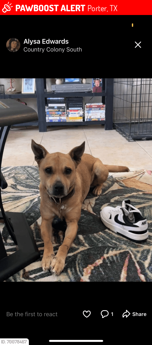 Porter, TX Lost Female Dog, Peanut Is Missing PawBoost