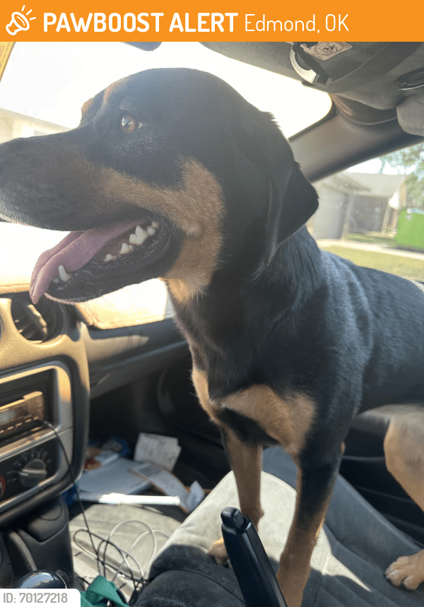 Edmond, OK Stray Female Dog Found Near Chisholm Lake Neighborhood