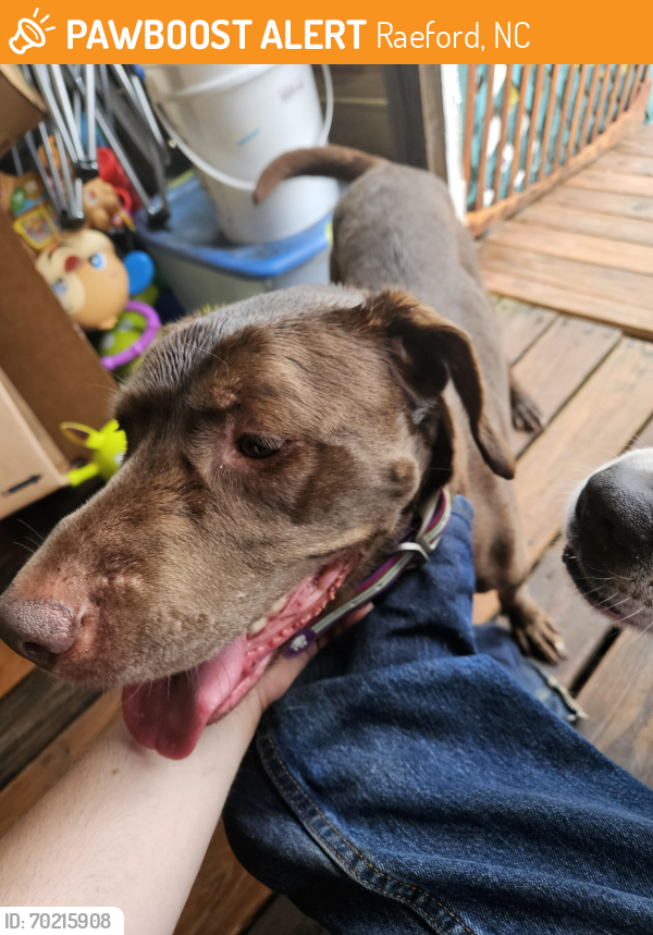 Raeford, NC Stray Male Dog Found Near Wayside and plank rd PawBoost