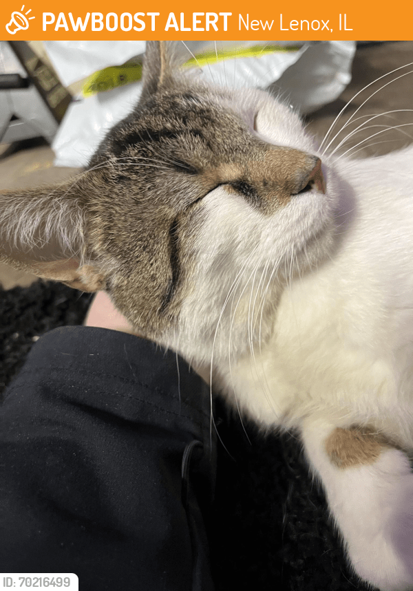 New Lenox, IL Stray Male Cat Found Near Old Cherry hill area in Joliet