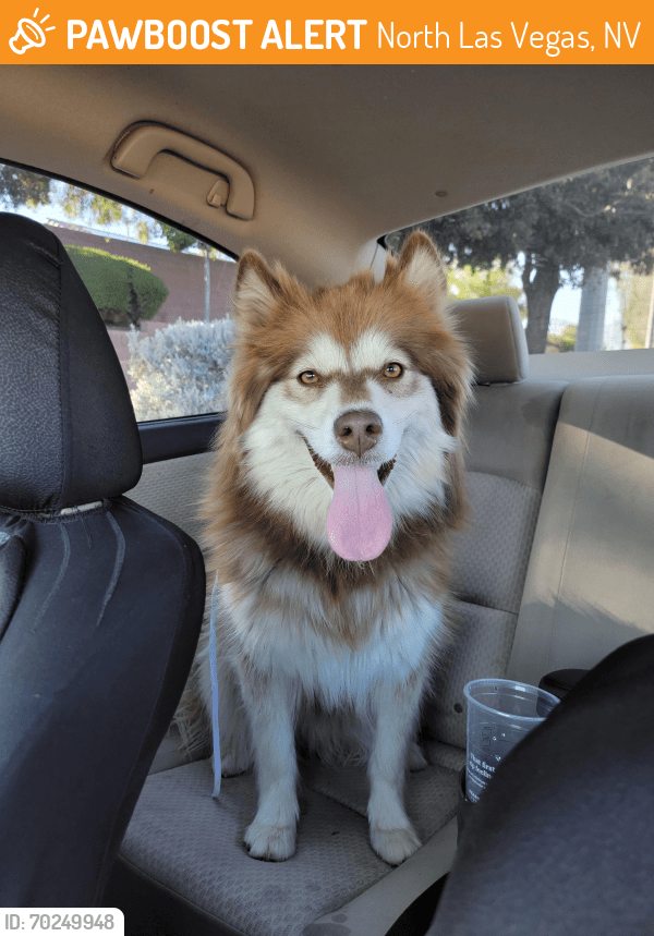 Surrendered Female Dog in North Las Vegas, NV 89031 (ID 70249948