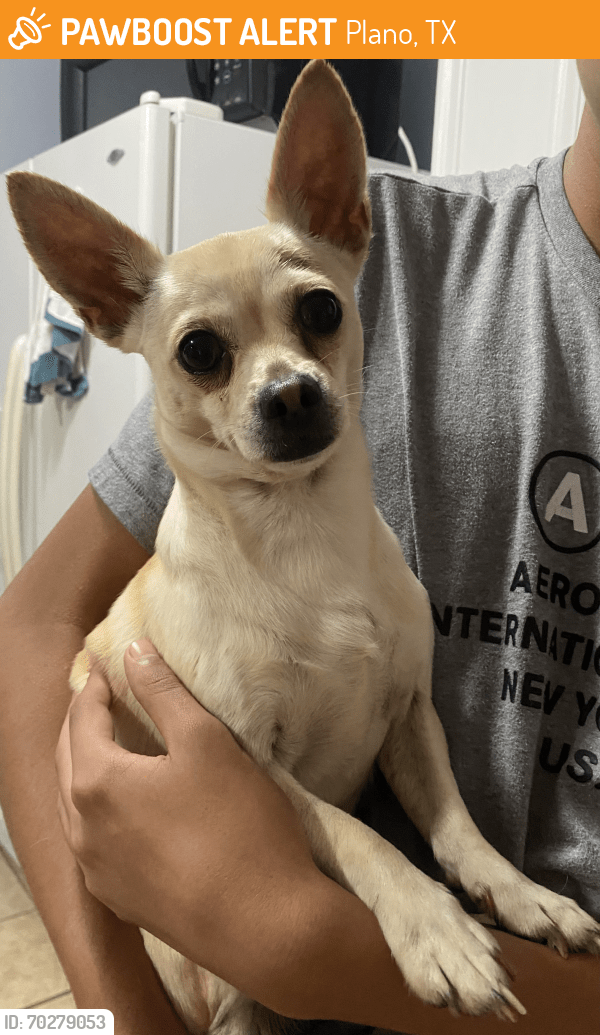 Plano, TX Stray Male Dog Found Near Yellowstone dr. Plano PawBoost