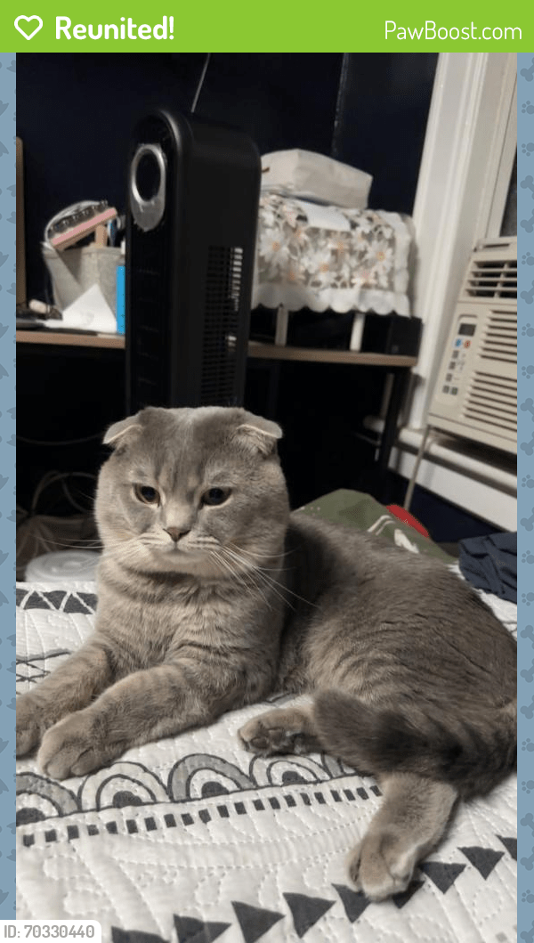 Reunited Male Cat in Queens, NY 11416 (ID 70330440) PawBoost