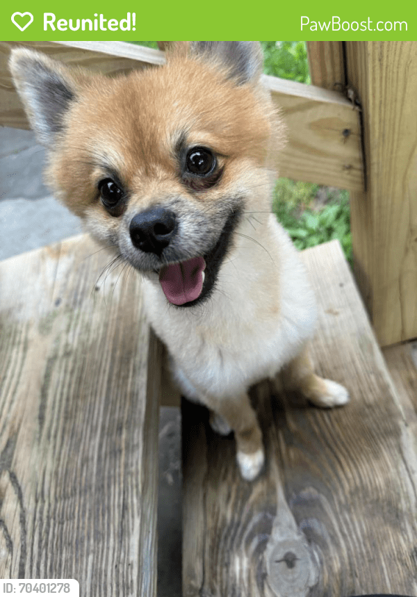 Reunited Male Dog in Roselle, NJ 07203 (ID 70401278) PawBoost