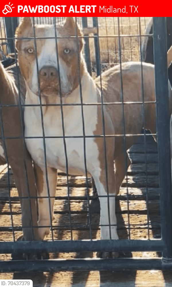 Midland, TX Lost Male Dog, Nipsey Is Missing PawBoost