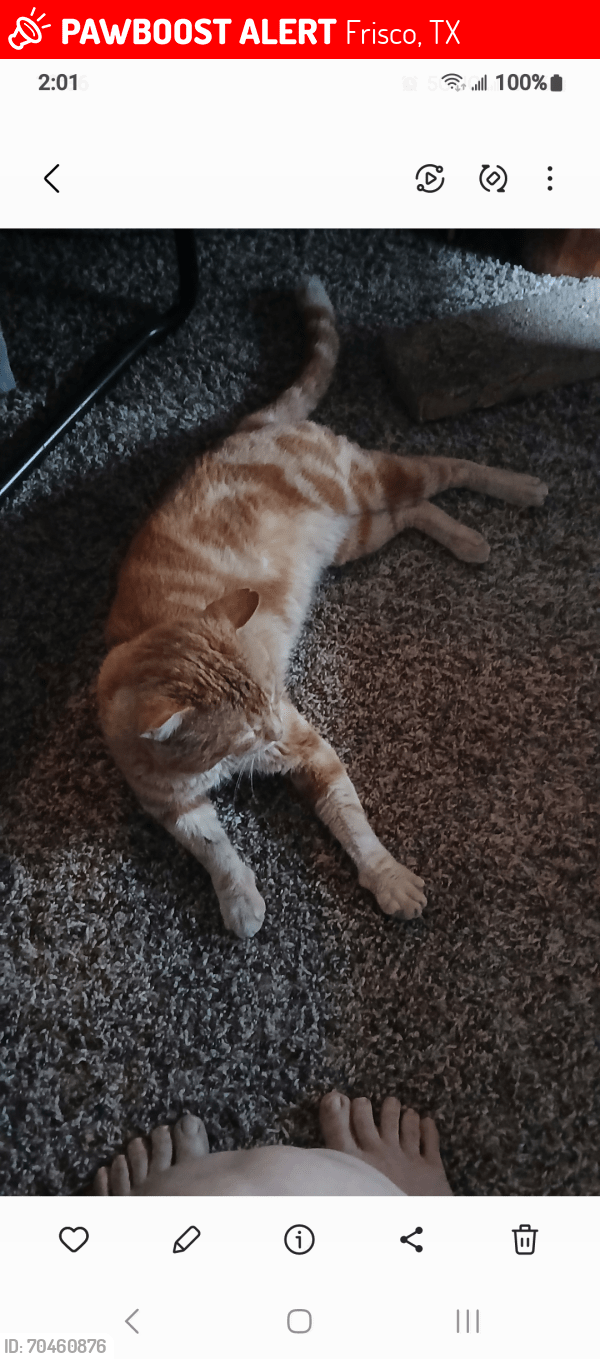 Frisco, TX Lost Male Cat, Milo Is Missing PawBoost