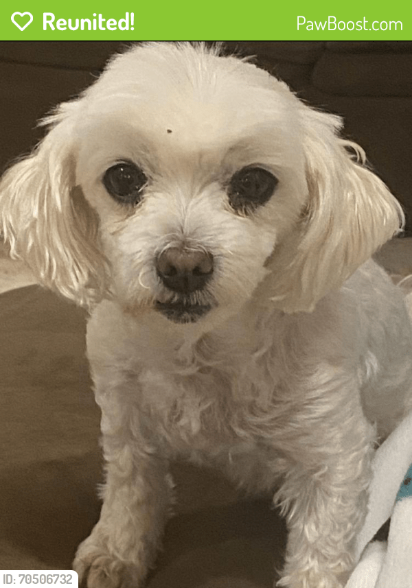 Reunited Female Dog In Chattanooga Tn 37421 Id 70506732 Pawboost