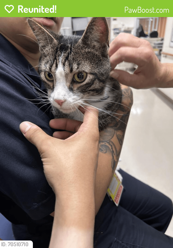 Reunited Male Cat in Media, PA 19063 (ID 70510710) PawBoost