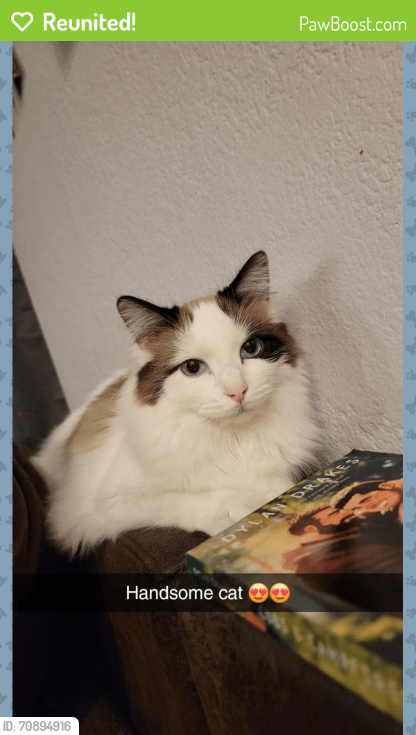 Reunited Male Cat in North Las Vegas, NV 89084 (ID 70894916) PawBoost