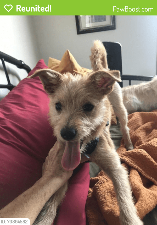 Reunited Male Dog in Oceanside, CA 92054 (ID 70894582) PawBoost