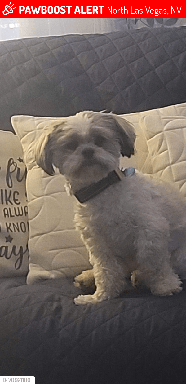 North Las Vegas, NV Lost Male Dog, Cash Is Missing PawBoost
