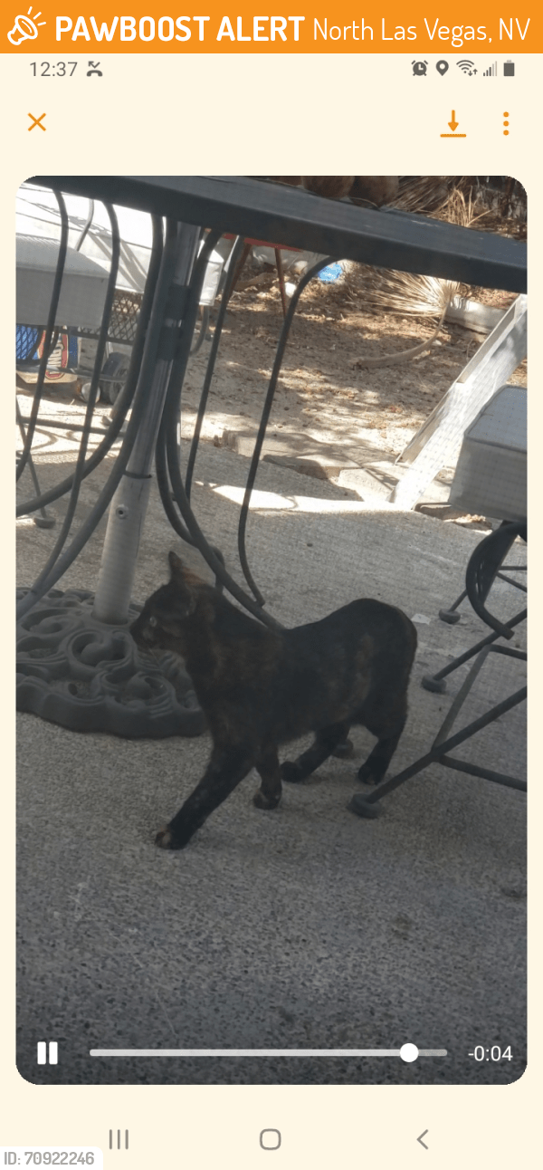 North Las Vegas, NV Stray Cat Found Near Scott Robinson/lone mtn PawBoost