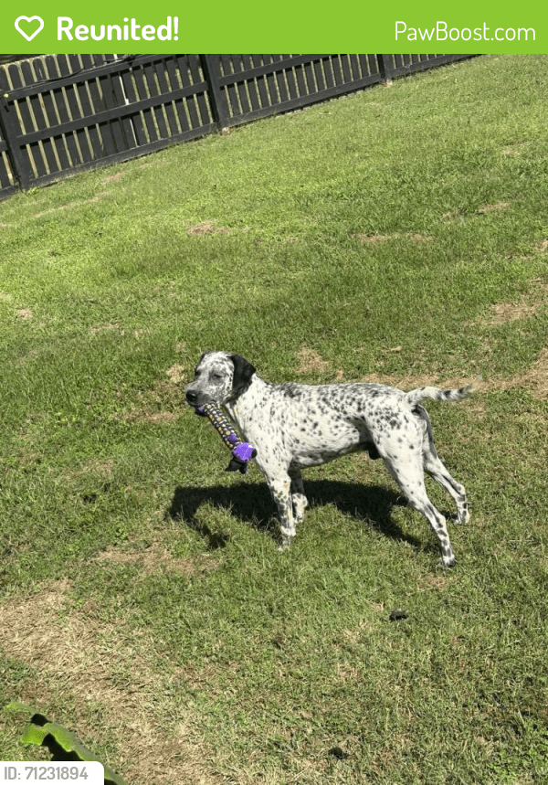 Reunited Male Dog In Chattanooga Tn 37343 Id 71231894 Pawboost