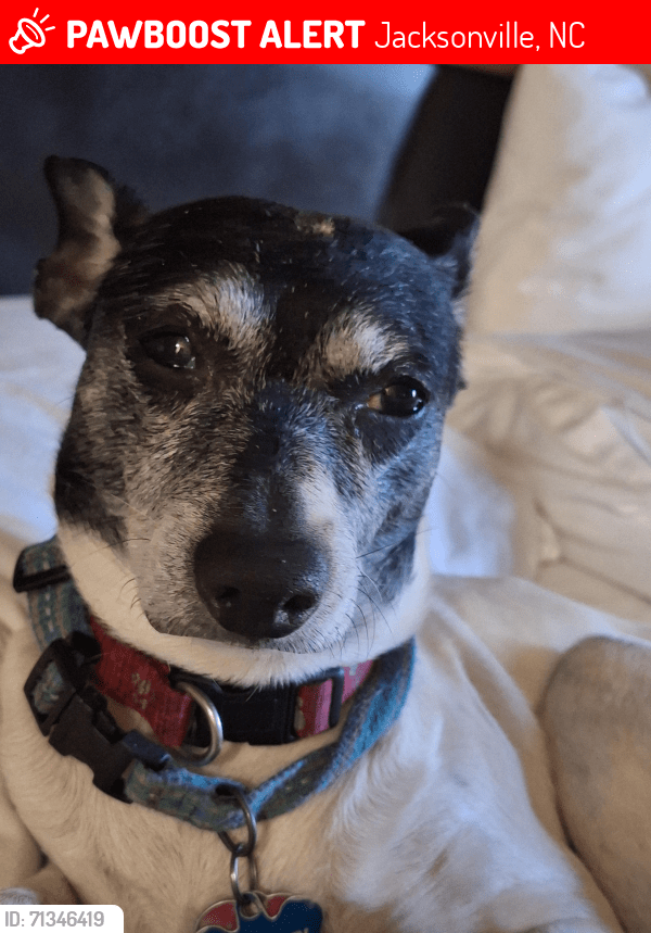 Jacksonville, NC Lost Male Dog, Natalie Gibson Is Missing PawBoost