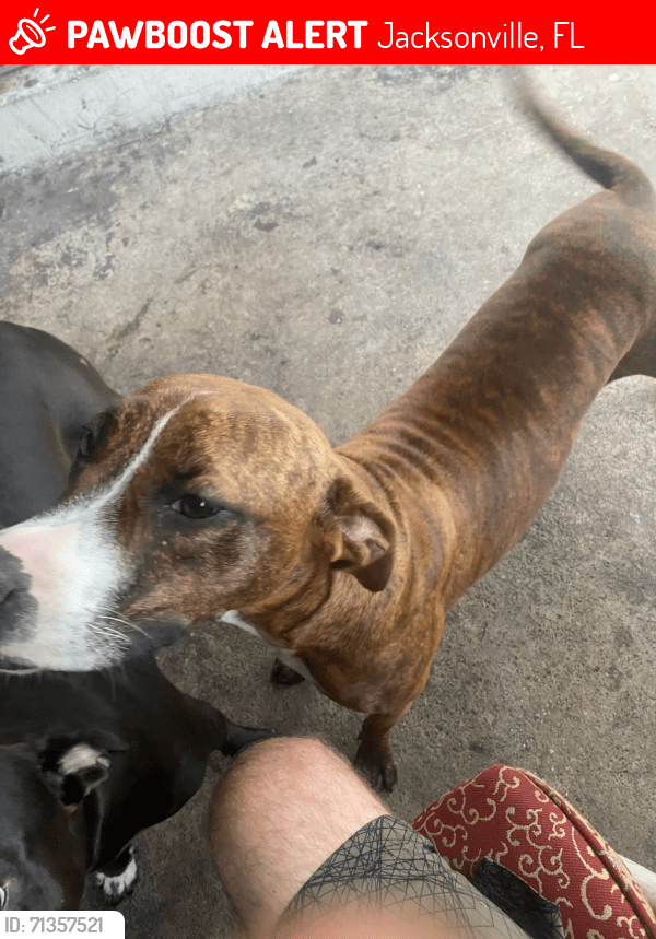 Jacksonville, FL Lost Female Dog, Tiger Is Missing PawBoost
