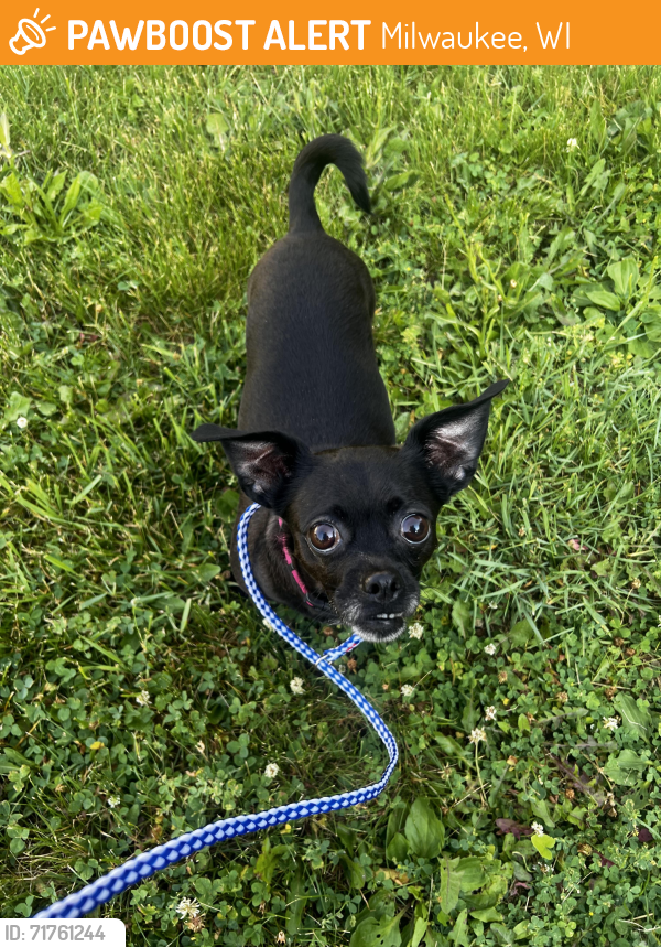 Milwaukee, WI Stray Female Dog Found Near Burnhearts Bar PawBoost