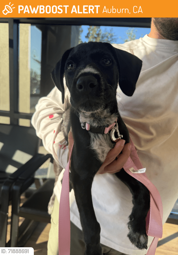 Auburn, CA Stray Male Dog Found Near Locksley Ln, Auburn CA 95602