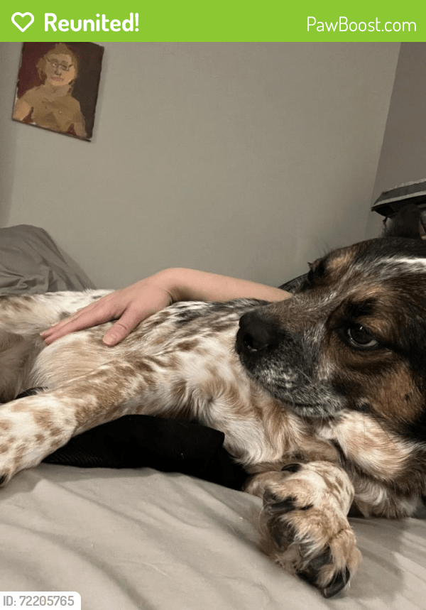 Reunited Male Dog In Chattanooga Tn 37421 Id 72205765 Pawboost
