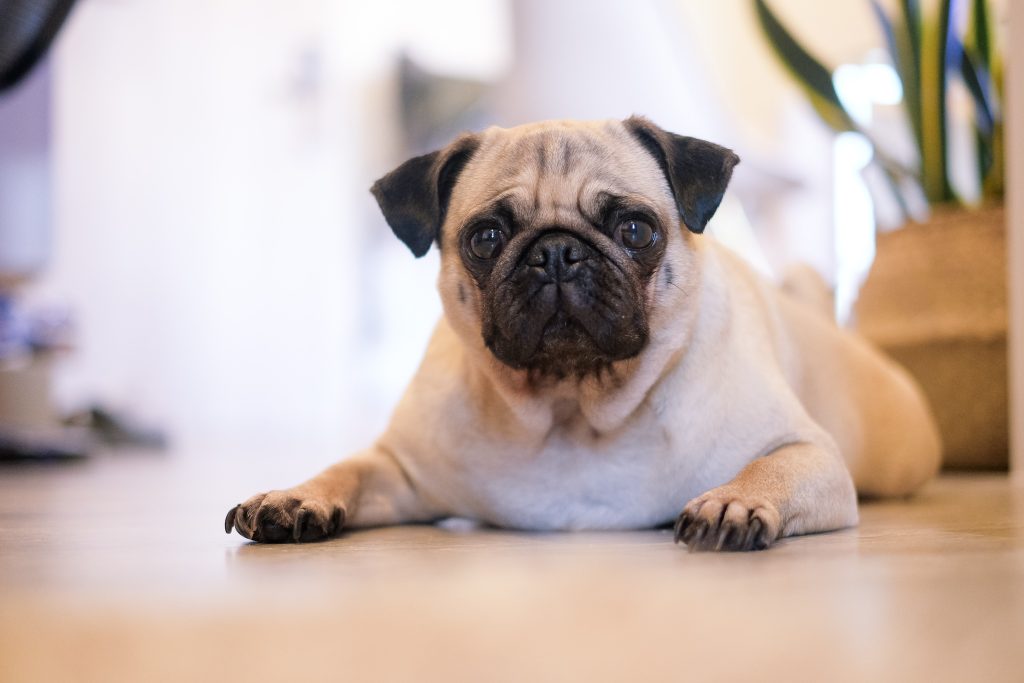 Pug Breed Guide Responsible Pet Breeders Australia