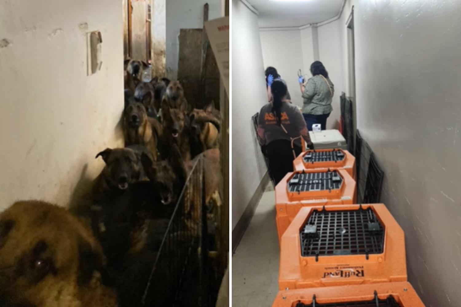 Horror as 48 dogs found crammed in NYC apartment "Some hidden in closets"