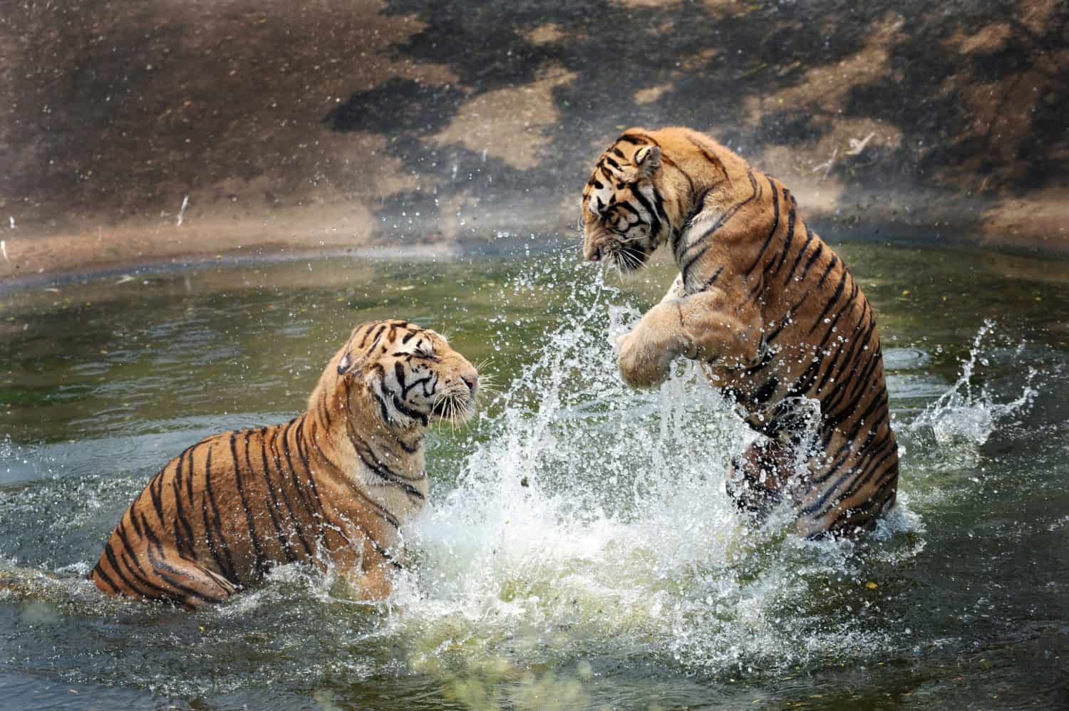 9 Unusual Animal Behaviors Scientists Can’t Explain