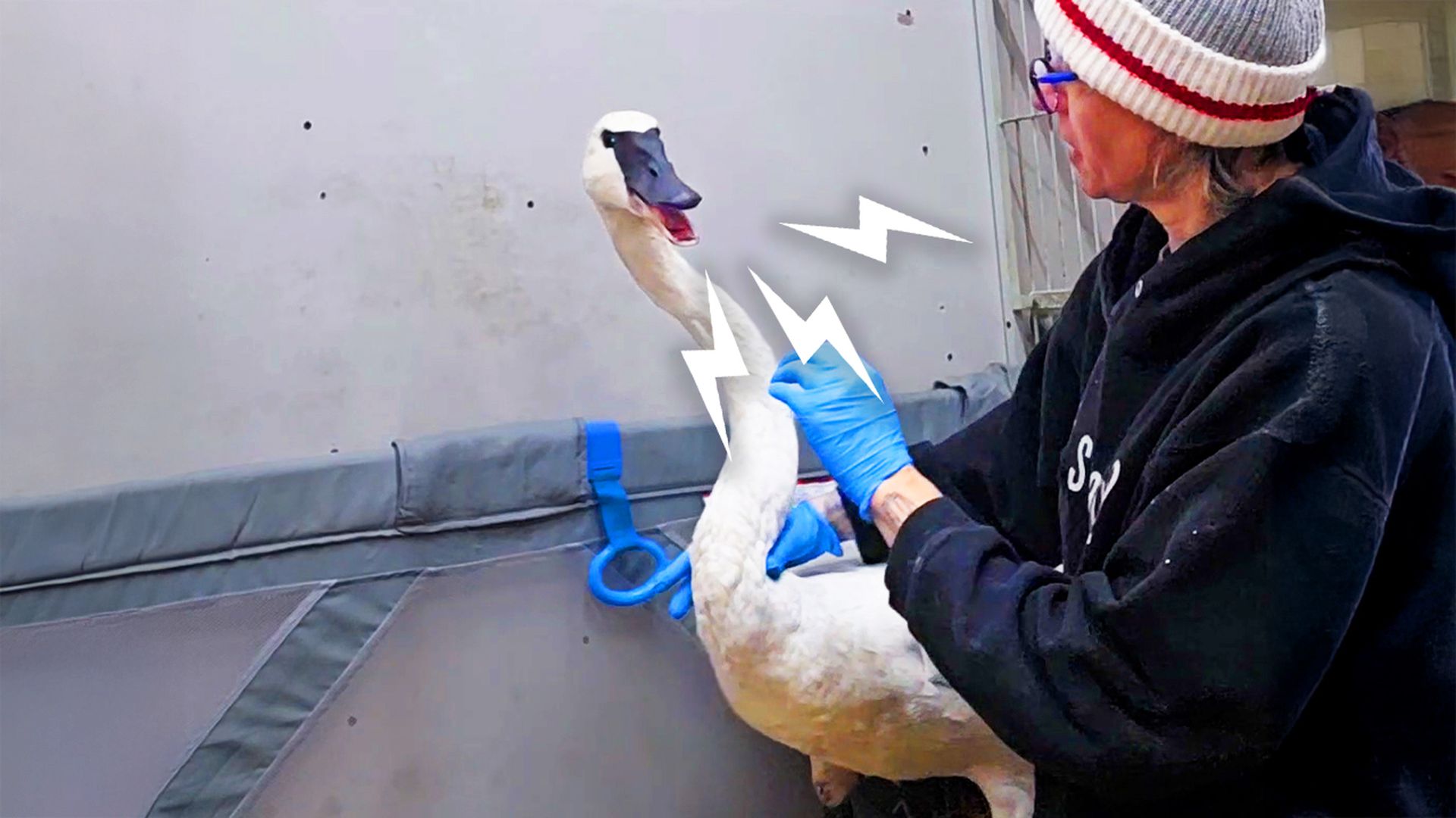 Rescuer faces her biggest challenge yet saving a very rare trumpeter swan