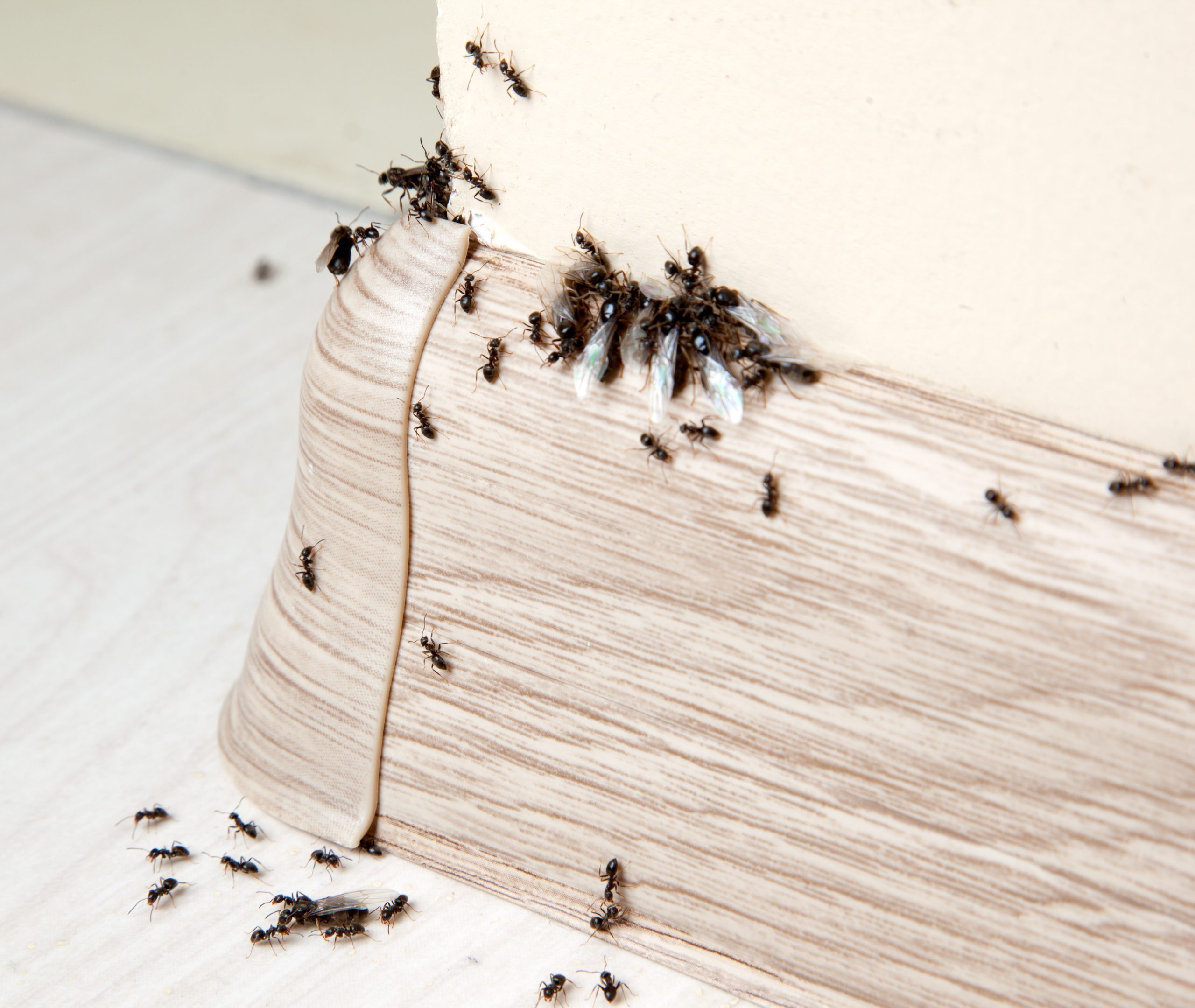 How to Get Rid of Ants for Good