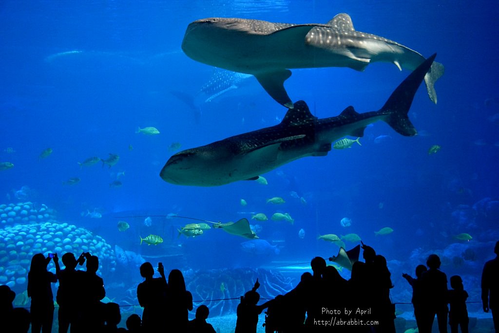 澳门珠海自由行|长隆海洋王国|八大主题一票玩到底