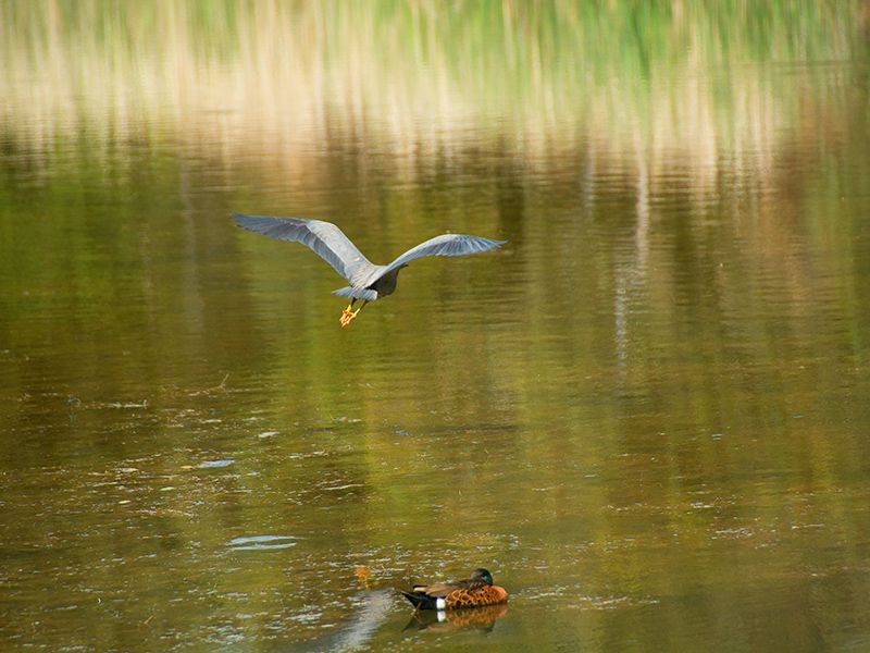 ALTONA NORTH Sweeney Estate Agents