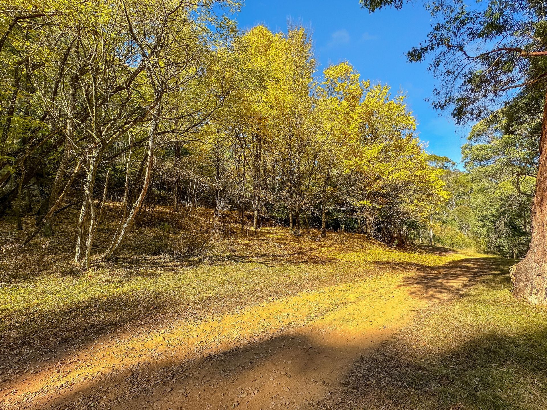 CA1/SEC 5 Buckland River Track, Buckland Dickens Real Estate