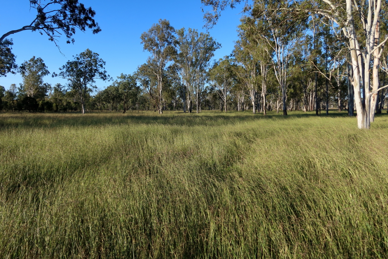 Real Estate For Sale Lot 74 Middle Road Purga , QLD