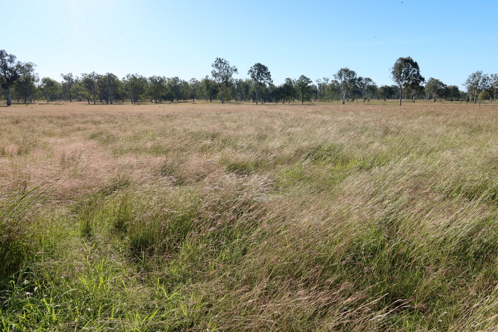 Real Estate For Sale Lot 74 Middle Road Purga , QLD