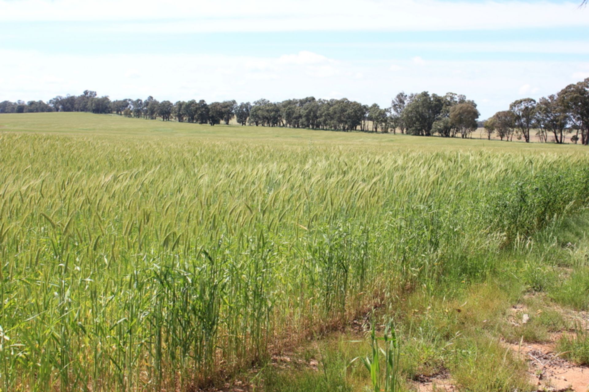 Farmland For Sale For Sale Tallawang Dunedoo NSW Property HQ