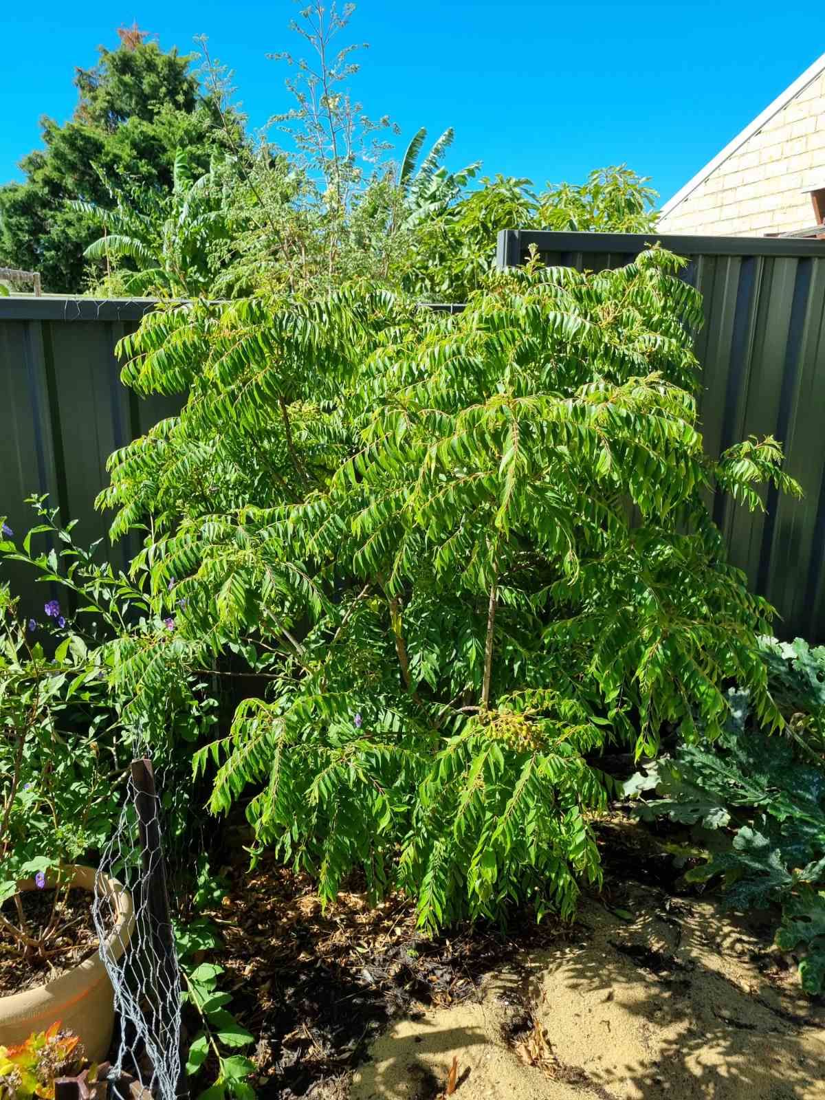 7 Duignan Place Australind , WA