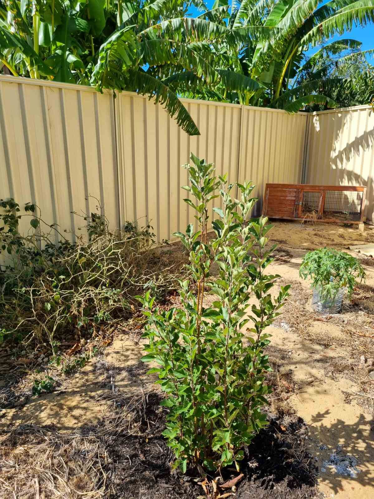 7 Duignan Place Australind , WA