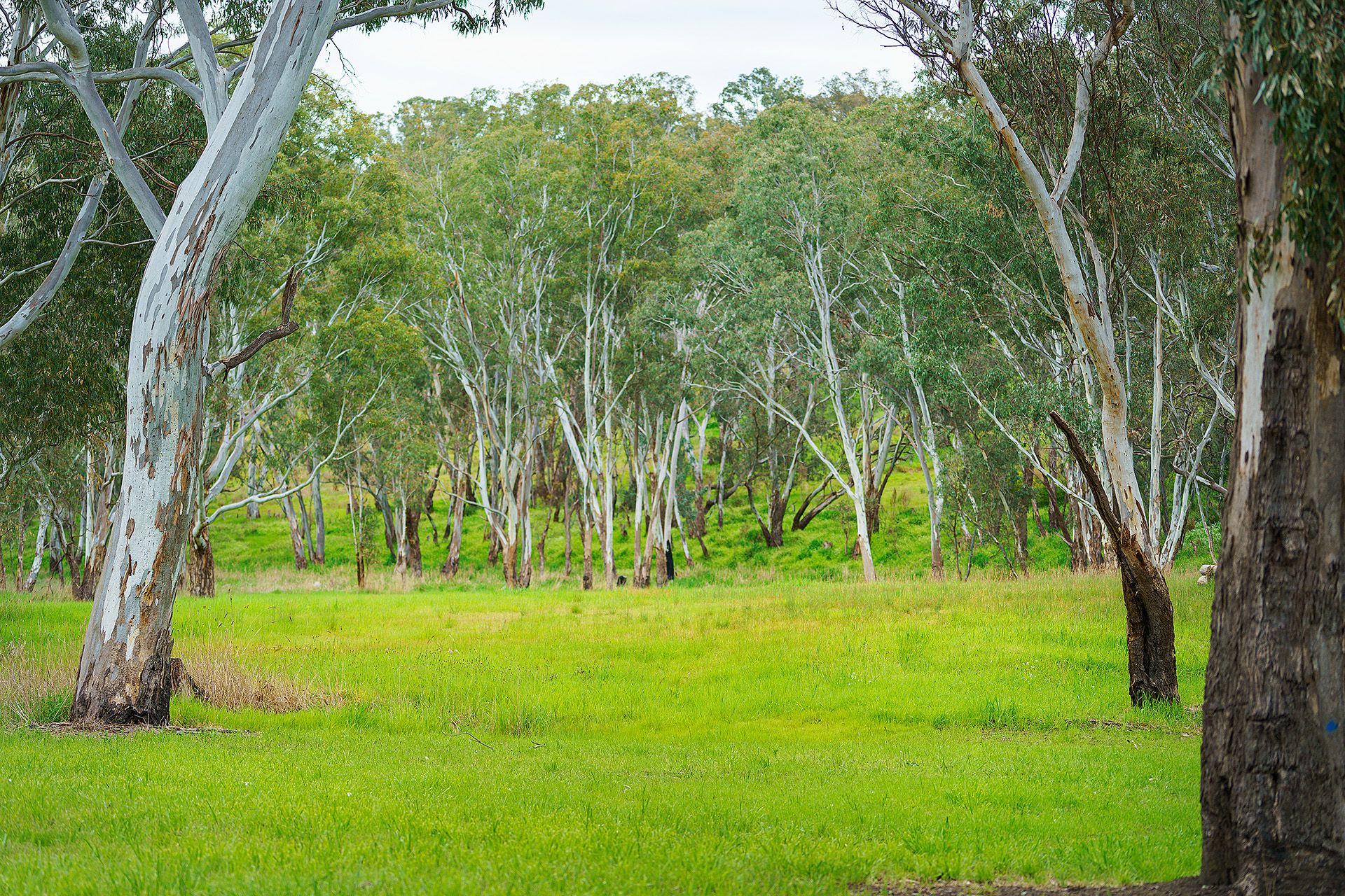 Real Estate For Sale Lot 19/ HarrowCasterton Road Harrow , VIC