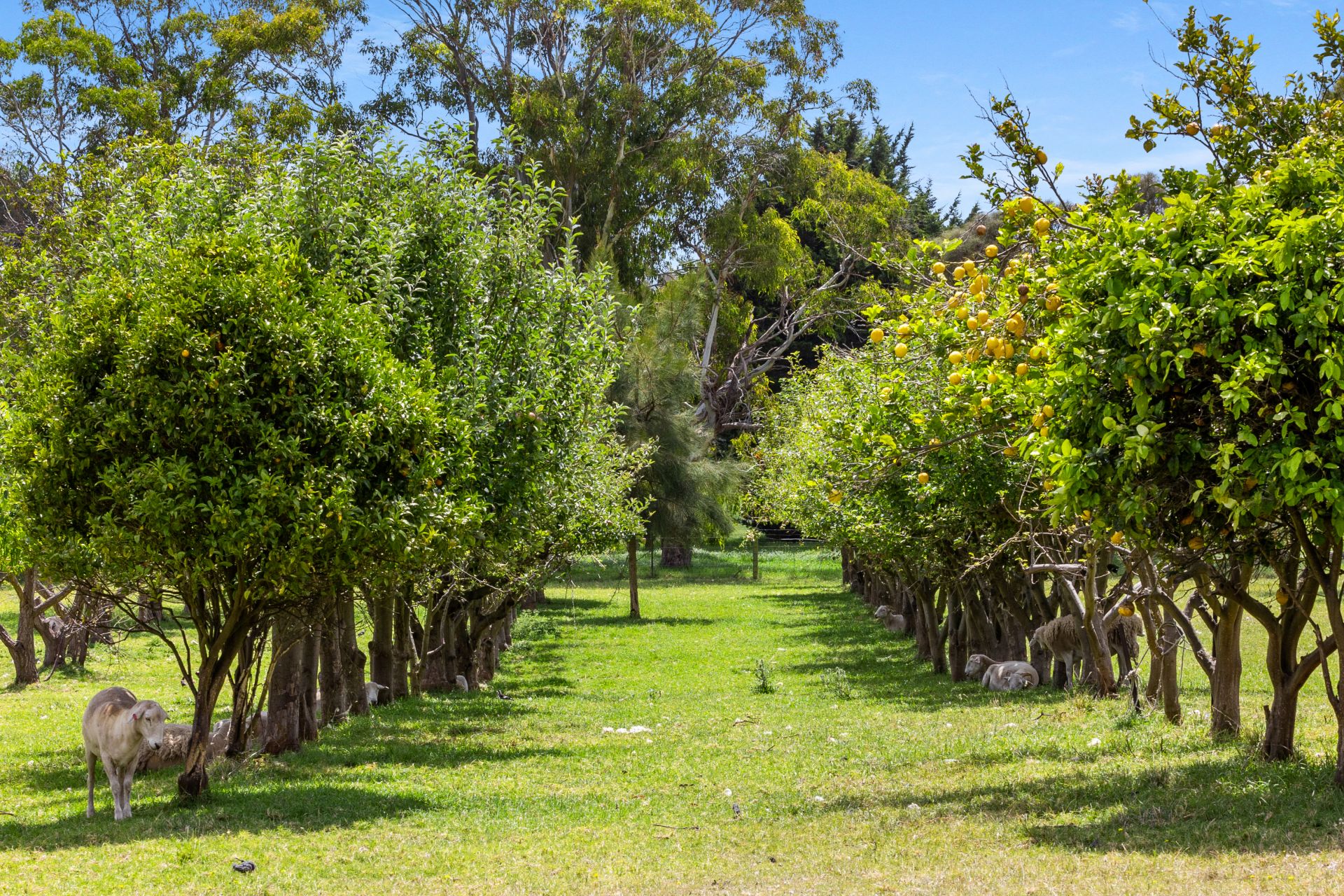 Kay & Burton 490 Boneo Road, Boneo
